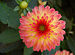 Unidentified Pink Dahlia 2750px.jpg