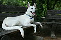 2008-07-11 White German Shepherd pup chilling at the Coker Arboretum.jpg
