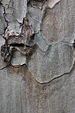 Corsican Pine Pinus nigra laricio Bark Closeup 2000px.jpg