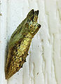 Black Swallowtail Papilio polyxenes Chrysalis.jpg