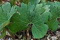Bloodroot Sanguinaria canadensis Leaf 3008px.jpg