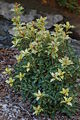 False Holly Osmanthus heterophyllus 'Goshiki' Bush 2000px.jpg
