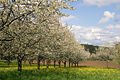 Kirschblüte Fränkische Schweiz SK 0001.jpg