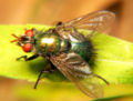 Tachinidae Gymnocheta.jpg