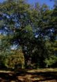 Sorbus-torminalis-habit2.JPG