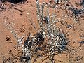 Dimorphocarpa-wislizeni-BLM-USDI.jpg