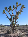 Joshua Tree in Arizona.jpg