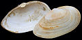 Mya arenaria 2.jpg