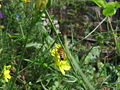 Rucola bee 3 EHM.JPG