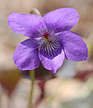 Alpine Violet Viola labradorica Flower 1453px.jpg