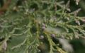 Chamaecyparis-lawsoniana-male.JPG