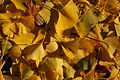 Ginkgo Tree Ginkgo biloba Leaves Cluster 3008px.jpg