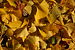 Ginkgo Tree Ginkgo biloba Leaves Cluster 3008px.jpg