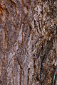 Ginkgo Tree Ginkgo biloba Trunk Bark 2000px.jpg