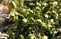 Helleborus-foetidus-flowers.JPG