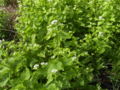 LookZonderLook-plant-hr.jpg