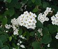 Spiraea-vanhouttei.JPG