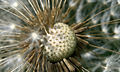 A Taraxacum Ruderalia dandelion clock.jpg