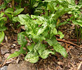 Cuckoo Pint Arum italicum Young Plant 2874px.jpg