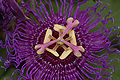 Passion Flower Passiflora Flower 3008px.jpg