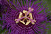 Passion Flower Passiflora Flower 3008px.jpg