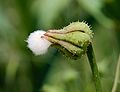 Sonchus May 2010-1.jpg