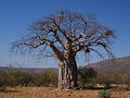 Adansonia digitata.jpg