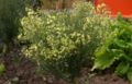 Brassica-oleracea-italica-flower.JPG