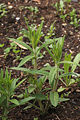 Butterfly Weed Asclepias tuberosa Young Stalks 2000px.JPG