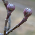 Flowering Dogwood Hybrid Cornus x Rutgersensis 'Rutdan' Budding 2200px.JPG