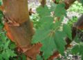 Acer-griseum-close.JPG