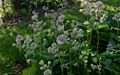 Astrantia-major-flowers.JPG