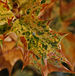 False Holly Osmanthus heterophyllus 'Goshiki' Leaf Closeup 1579px.jpg