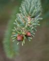 Picea-glauca-needles.JPG