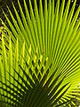 Sun playing in palmtree.JPG
