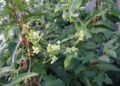 Bryonia-dioica-flower.JPG