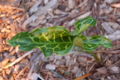 Cuckoo Pint Arum italicum Leaf Top 3008px.JPG