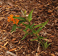 Butterfly Weed Asclepias tuberosa and Monarch Caterpillar 2056px.jpg