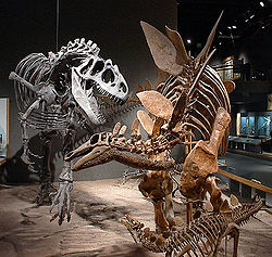  squelettes d'Allosaurus et de Stegosaurus auRoyal Ontario Museum