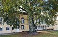 Fagus sylvatica f purpurea Luxemb St Esprit 02.jpg