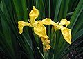 Iris-pseudacorus-close.JPG