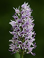 Orchis simia (spike).jpg