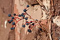Parthenocissus quinquefolia on wall, November 1, 2008.jpg
