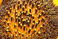 Sunflower macro wide.jpg