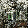 Yulan-Magnolie Magnolia denudata.JPG