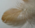 2006-02-25 drop on feather.jpg