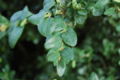 Common Boxwood Buxus sempervirens 'Vardar Valley' Leaves Closeup 3008px.JPG