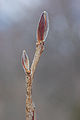 Japanese Stewartia Stewartia pseudocamellia Bud 2000px.jpg