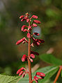Red Buckeye Aesculus pavia Flowers 2000px.jpg