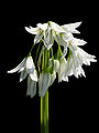 Allium triquetrum (inflorescense).jpg
